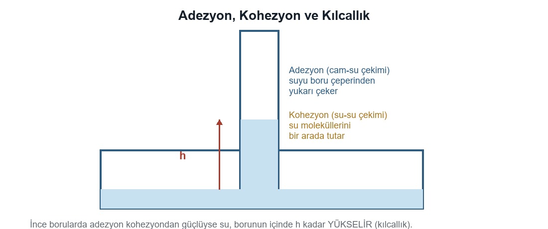 Adezyon, Kohezyon, Yüzey Gerilim ve Kılcallık
