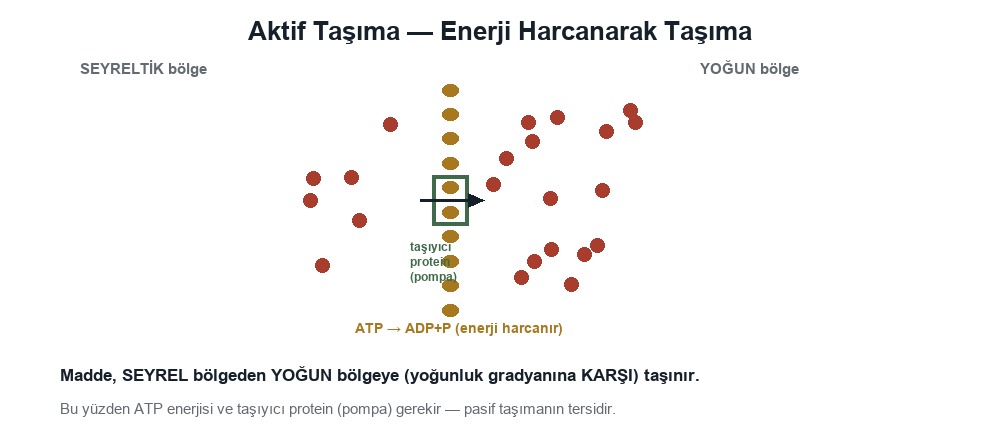 Aktif Taşıma