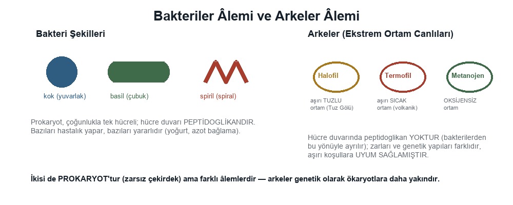 Bakteriler Âlemi, Arkeler Âlemi