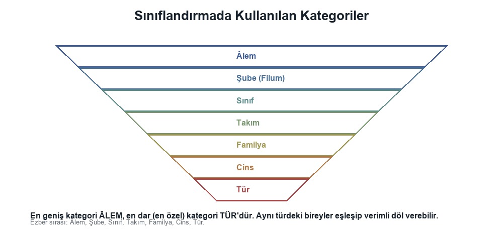 Canlıların Sınıflandırılmasının Amacı ve Önemi, Sınıflandırılmada Kullanılan Kategoriler
