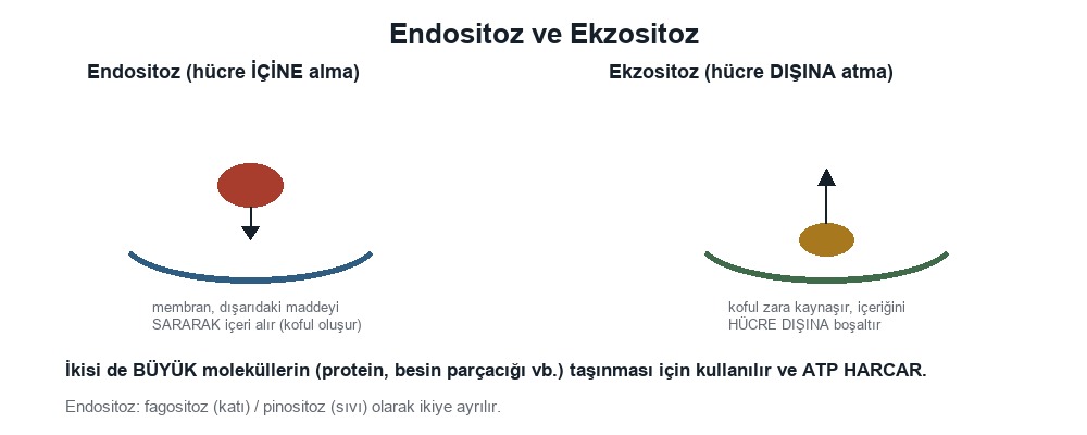 Endositoz, Ekzositoz