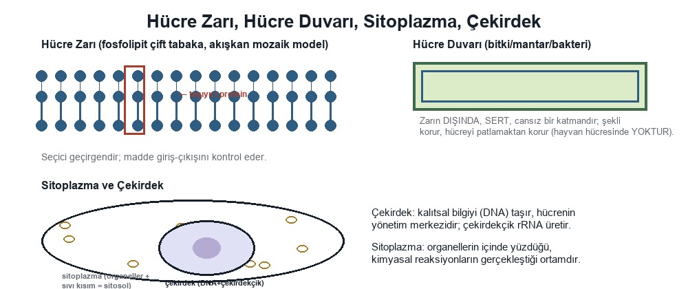 Hücre Zarı, Hücre Duvarı, Sitoplazma, Çekirdek