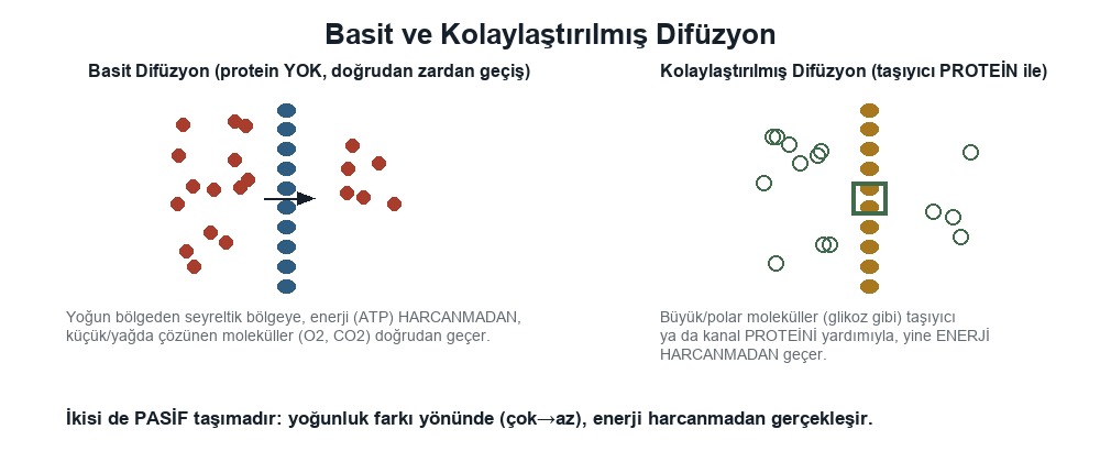 Hücre Zarından Madde Geçişleri, Basit Difüzyon, Kolaylaştırılmış Difüzyon