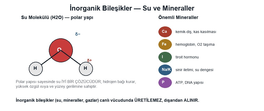 Canlıların Yapısında Bulunan İnorganik Bileşikler