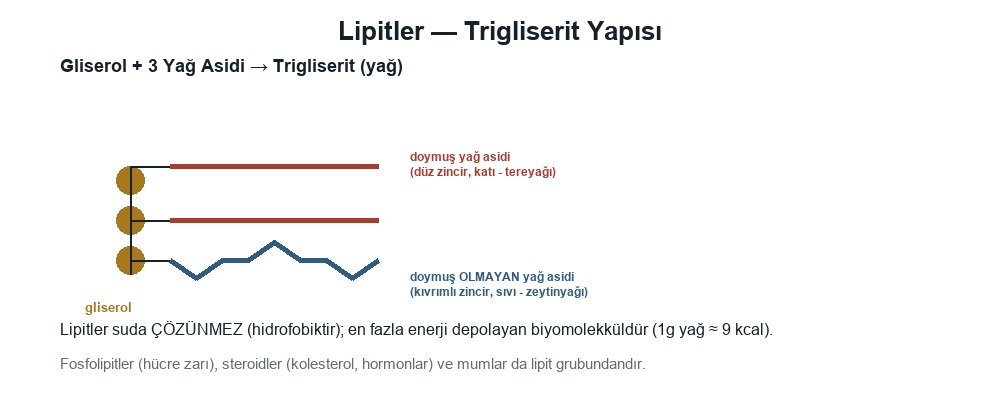 Lipitler
