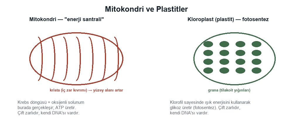 Mitokondri ve Plastitler