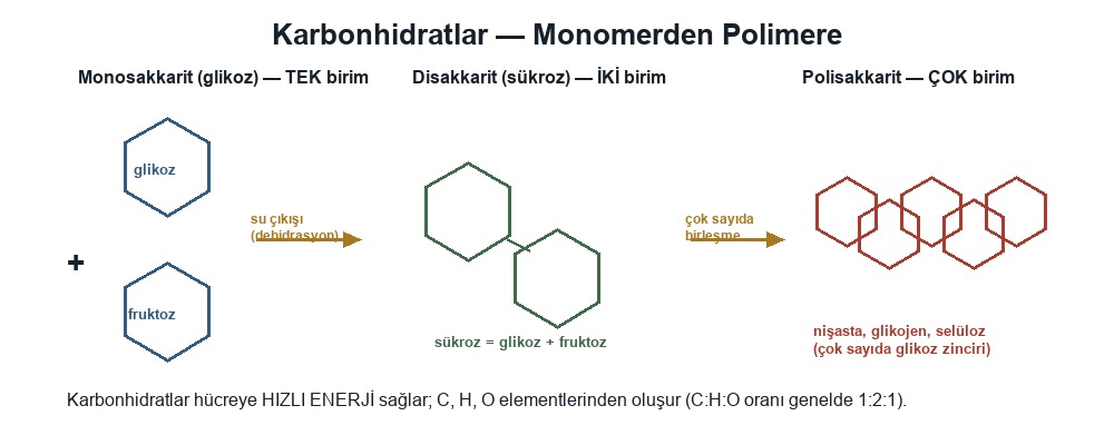 Organik Bileşiklerin Genel Özellikleri, Karbonhidratlar