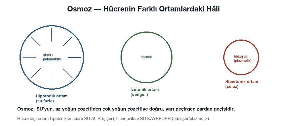 Osmoz