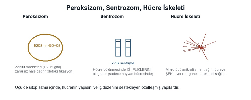 Peroksizom, Sentrozom, Hücre İskeleti