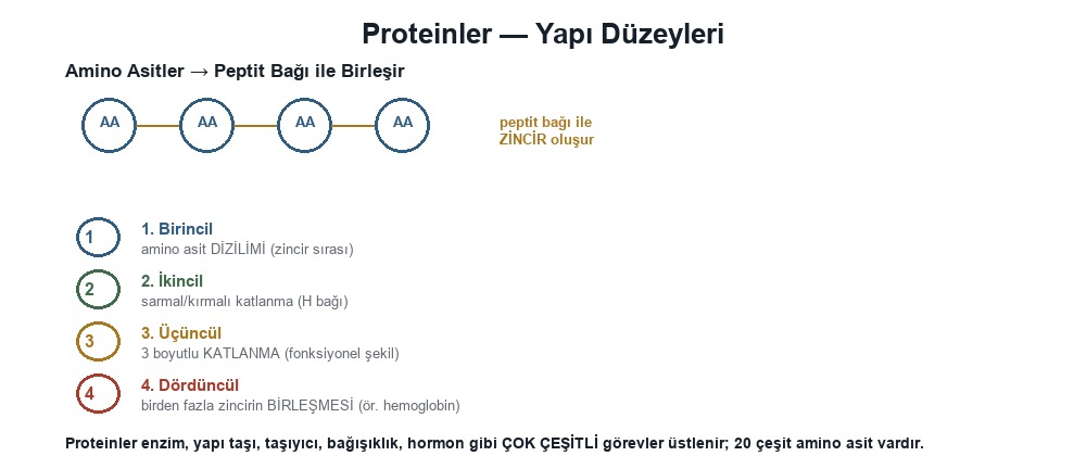 Proteinler