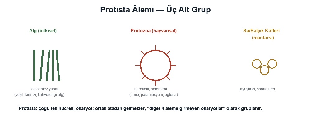 Protista Âlemi