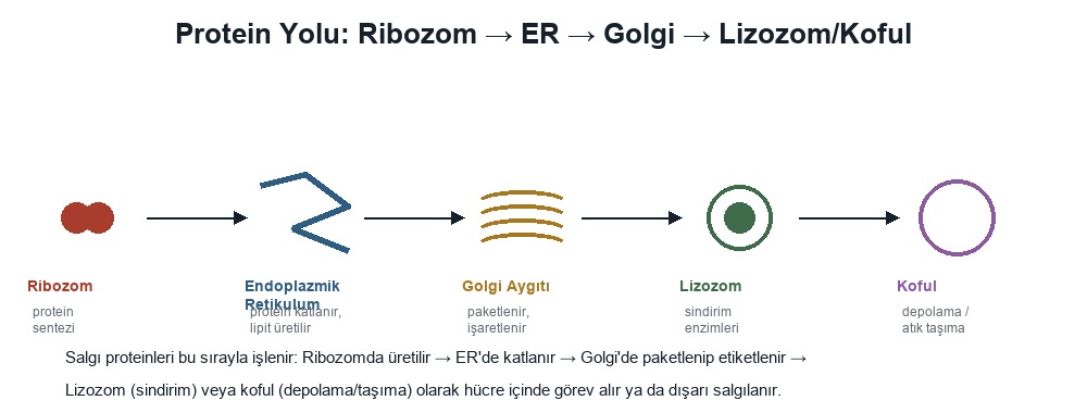 Ribozom, Endoplazmik Retikulum, Golgi Aygıtı, Lizozom, Koful